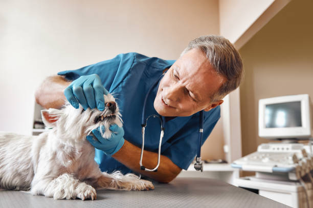 Best After-Hours Dental Care in Martins Additions, MD